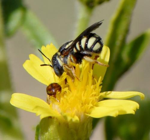 Pseudoanthidium sp.